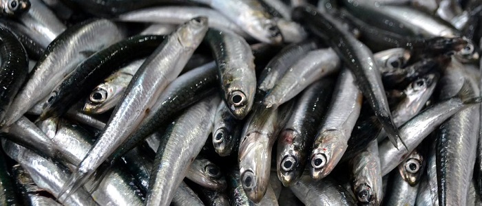 Hamsinin Faydaları Nelerdir?