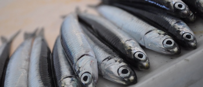 Hamsinin Taze Olduğu Nasıl Anlaşılır?