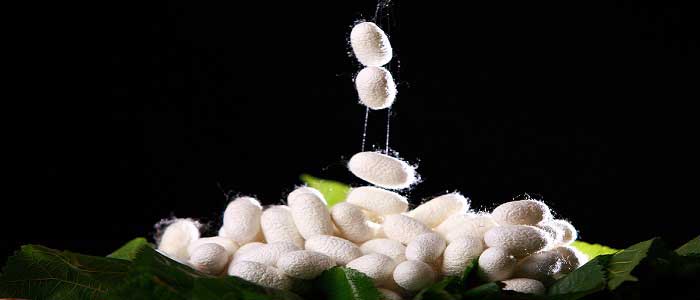 İpek Böceği Nasıl Yetiştirilir?