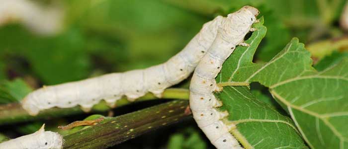 İpek Böceği Nedir?