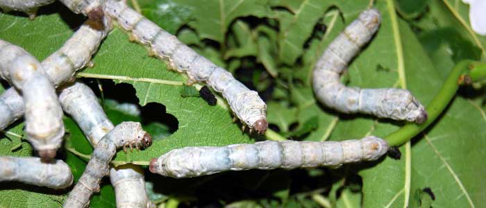 İpek Böceği Nerede Yetiştirilir?