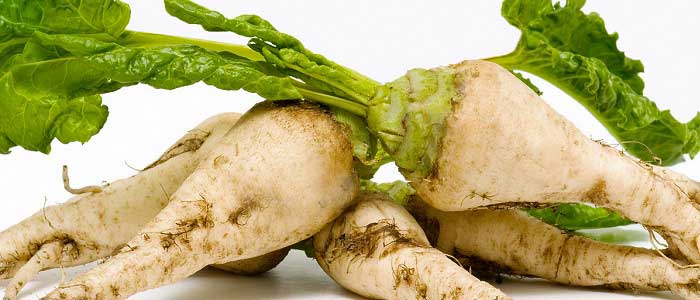 Pancarın Çeşitleri Nelerdir?