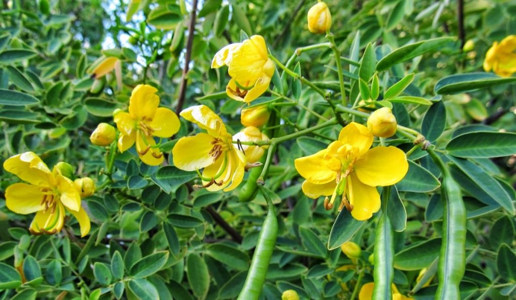 Sinameki Nedir? Nasıl Kullanılır? Faydaları ve Yan Etkileri Nelerdir?