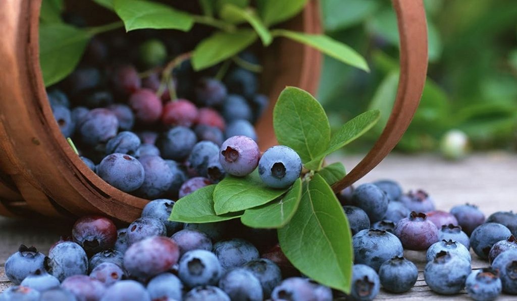 Yaban Mersini Nedir? Nasıl Kullanılır? Faydaları ve Yan Etkileri Nelerdir?