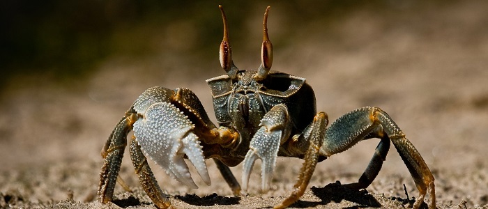 Yengecin Bilimsel Sınıflandırması