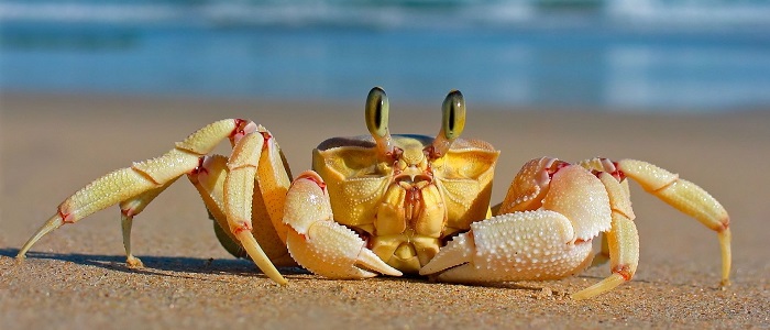 Yengeçlerin Özellikleri Nelerdir?