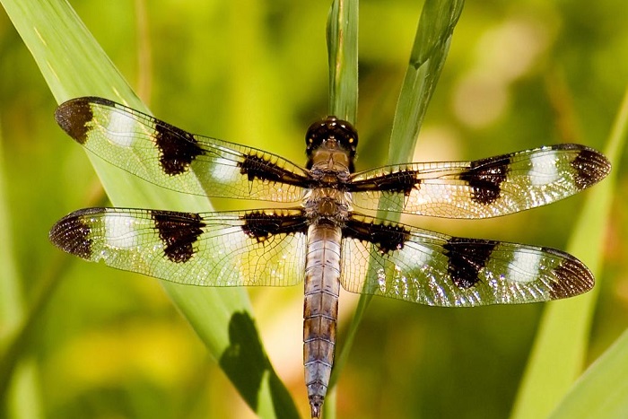 Yusufçuk (Helikopter) Böcekleri Hakkında Bilgi; Yusufçuk Böceği Nedir? Özellikleri Nelerdir?