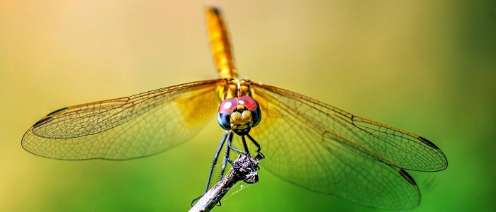 Yusufçuk Böceği Nedir?