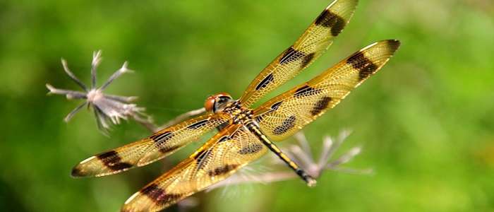 Yusufçuk Böceğinin Bilimsel Sınıflandırması