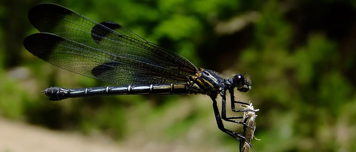 Yusufçuk Böceğinin Çiftleşmesi Nasıl Olur?