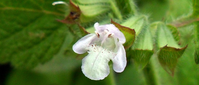 Melisa Bitkisi (Otu) Nedir?