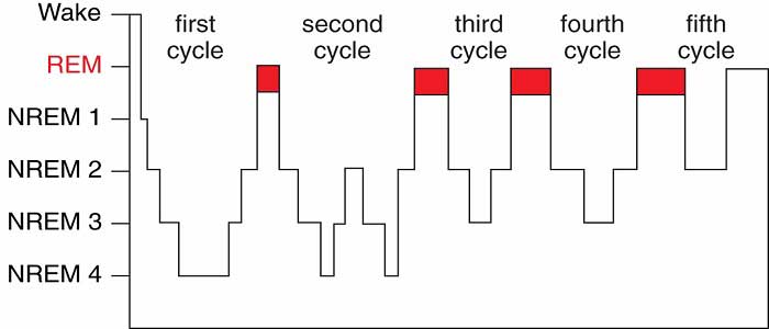Uykunun Evreleri Nelerdir?