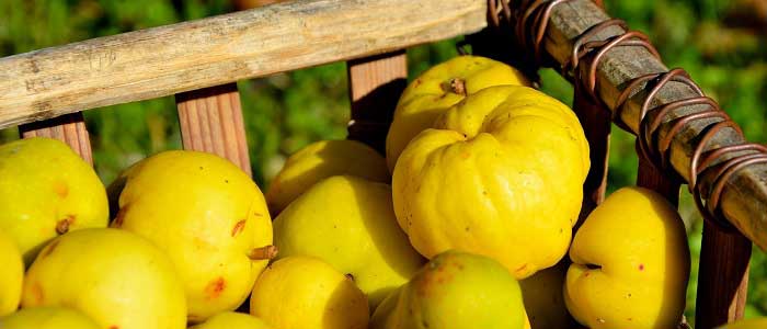 Ayvanın Özellikleri Nelerdir?