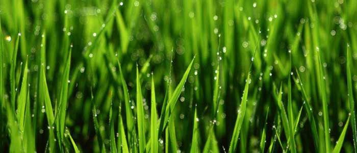 Çimen Lekesi Nasıl Çıkar?