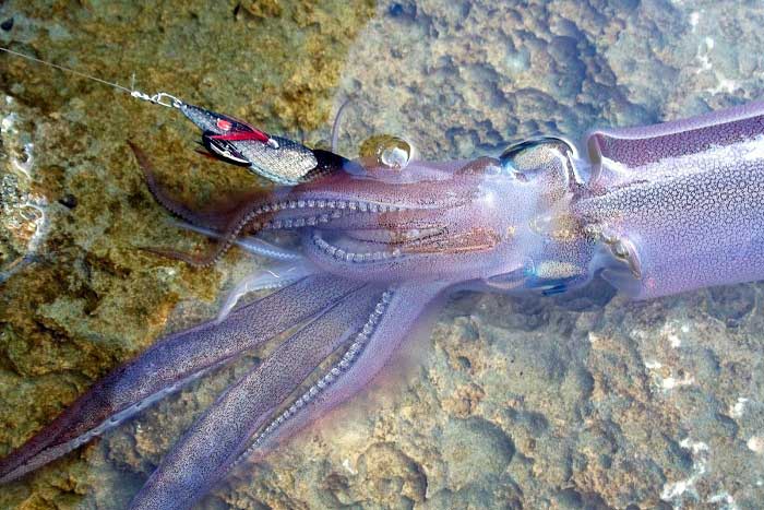 Kalamarlar Hakkında Bilgi; Kalamar Nedir? Özellikleri Nelerdir?