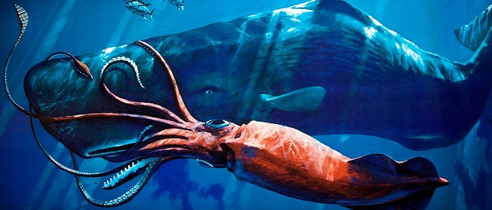 Kalamarın Bilimsel Sınıflandırması