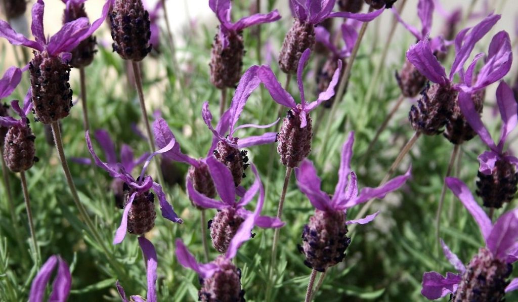 Karabaş Otu Nedir? Nasıl Kullanılır? Faydaları ve Yan Etkileri Nelerdir?