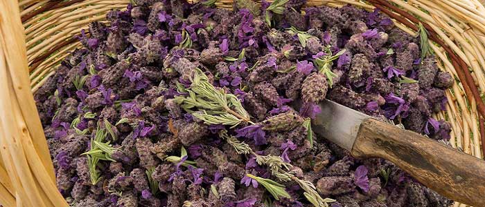 Karabaş Otu Nasıl Kullanılır?