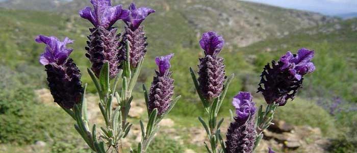 Karabaş Otunun Yan Etkileri Nelerdir?
