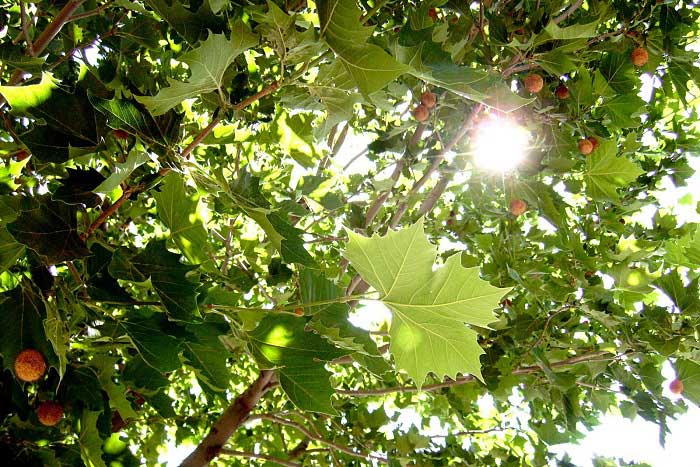 Palamut Ağacı (Meşe Palamudu) Nedir? Özellikleri ve Faydaları Nelerdir?