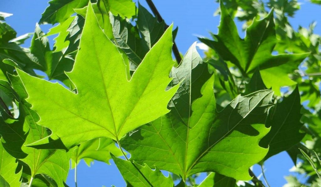 Çınar Ağacı Nedir? Özellikleri ve Faydaları Nelerdir?