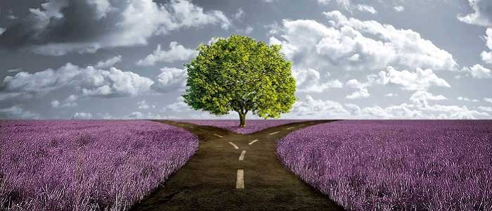 Çınar Ağacı Nedir?