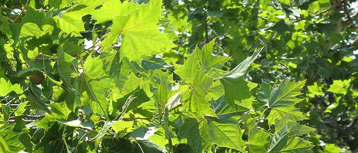 Çınar Ağacının Faydaları Nelerdir?