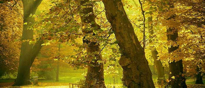 Çınar Ağacının Türleri Nelerdir?