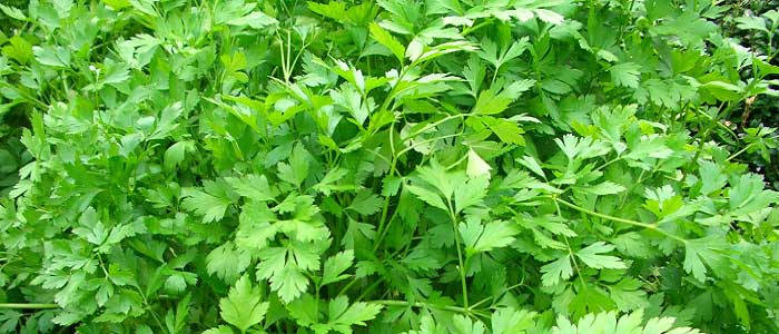 Maydanozun Çeşitleri Nelerdir?