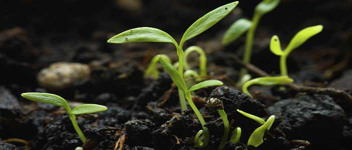 Maydanozun Özellikleri Nelerdir?