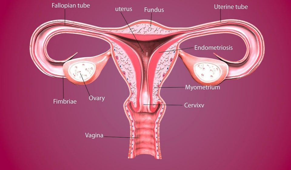 Miyom Nedir? Nedenleri, Belirtileri, Korunma Yolları ve Tedavisi