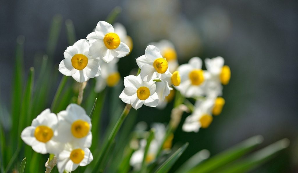 Nergis Nedir? Çeşitleri ve Özellikleri Nelerdir?
