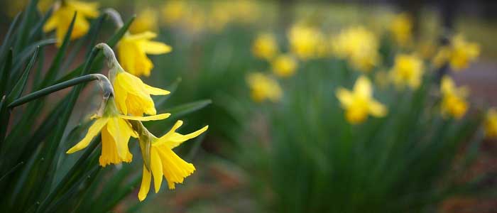 Nergisin Çeşitleri Nelerdir?