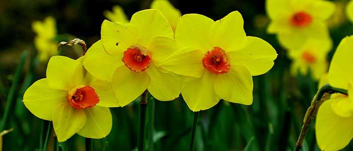 Nergisin Faydaları Nelerdir?