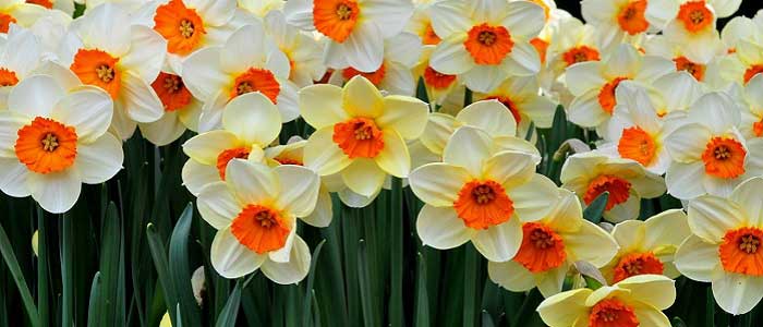 Nergisin Özellikleri Nelerdir?