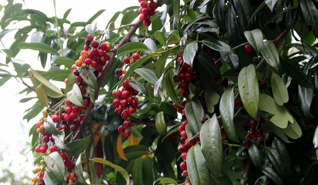 Taflan Nedir? Nasıl Kullanılır? Faydaları ve Yan Etkileri Nelerdir?