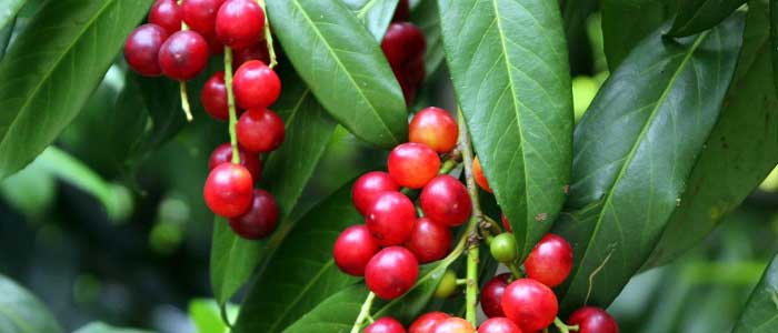 Taflan (Karayemiş) Nedir?