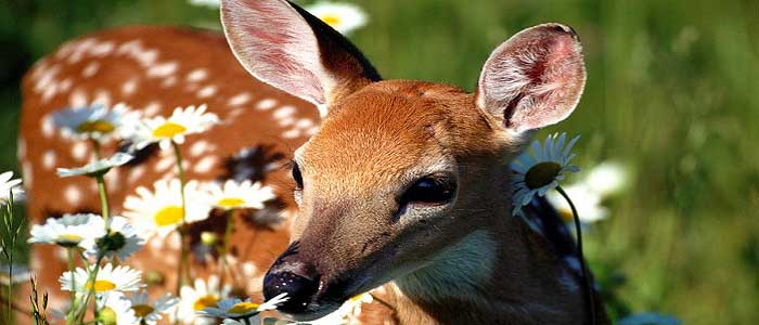 Alageyiğin Bilimsel Sınıflandırması