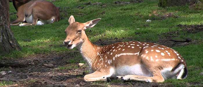Alageyiğin Özellikleri Nelerdir?