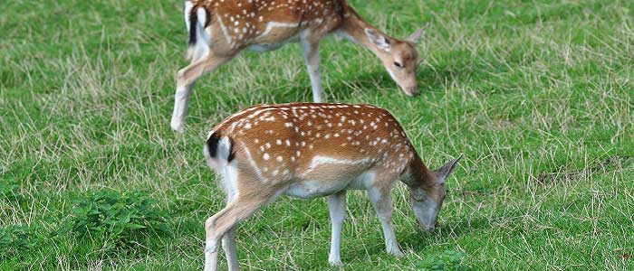 Alageyik Türleri Nelerdir?