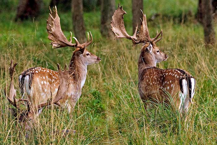 Alageyikler Hakkında Bilgi; Alageyik Nedir? Özellikleri Nelerdir?