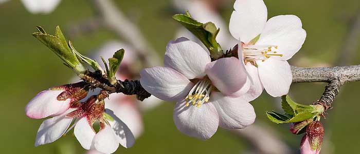 Bademin Özellikleri Nelerdir?