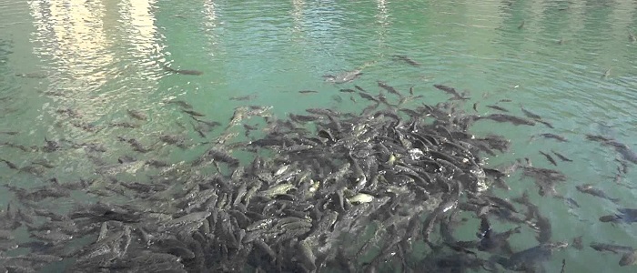 Balıklı Göl'ün Tarihçesi