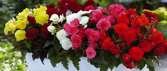 Begonya Çiçeği Nasıl Yetiştirilir?