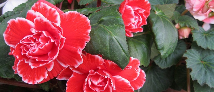 Begonya Çiçeği Nedir?