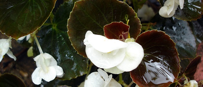 Begonya Çiçeğinin Çeşitleri Nelerdir?