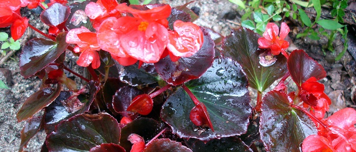 Begonya Çiçeğinin Özellikleri Nelerdir?