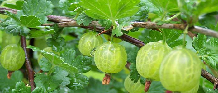 Bektaşi Üzümü Nedir?