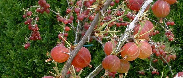 Bektaşi Üzümünün Çeşitleri Nelerdir?