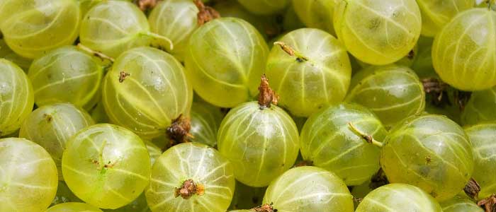 Bektaşi Üzümünün Faydaları Nelerdir?